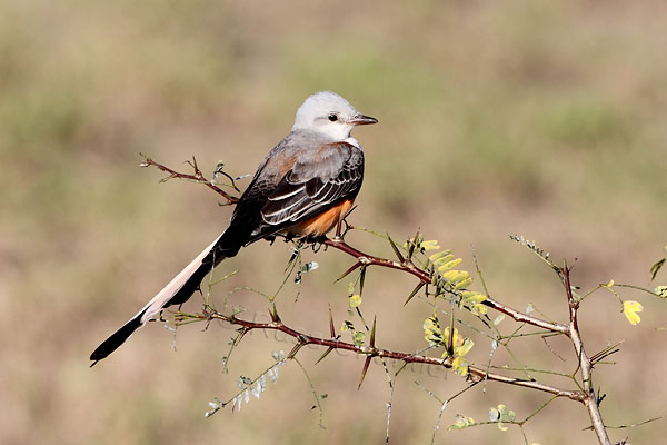 Scissor-tailed Flycatcher © Russ Chantler